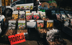 pstrągowa_festiwal_szarlotki_41