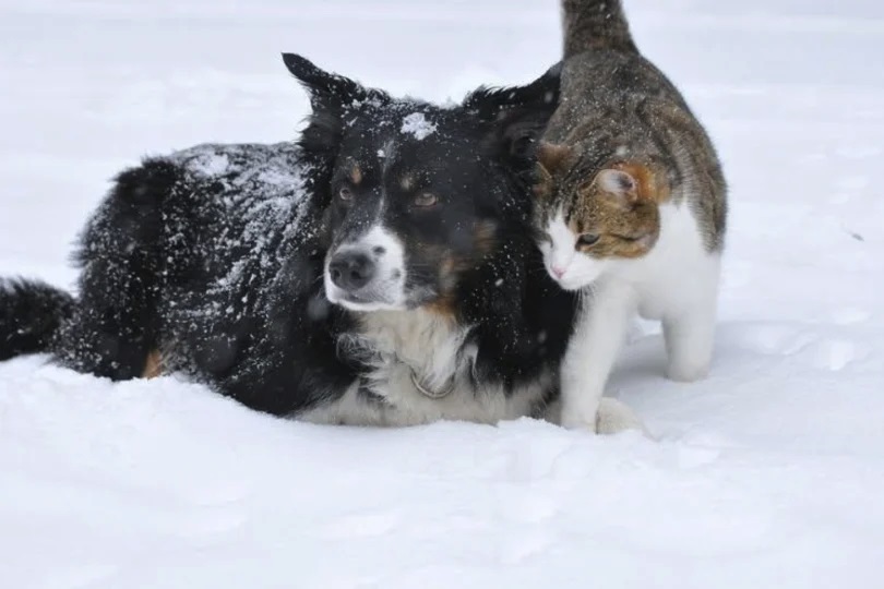Apel Podkarpackiego Wojew&oacute;dzkiego Lekarza Weterynarii o&nbsp;zapewnienie humanitarnych warunk&oacute;w zwierząt w&nbsp;czasie zimy.