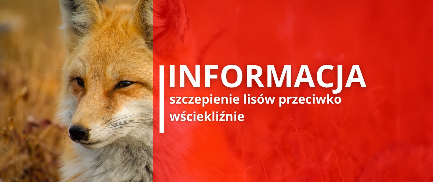 informacja o&nbsp;szczepieniu lis&oacute;w przeciwko wściekliźnie