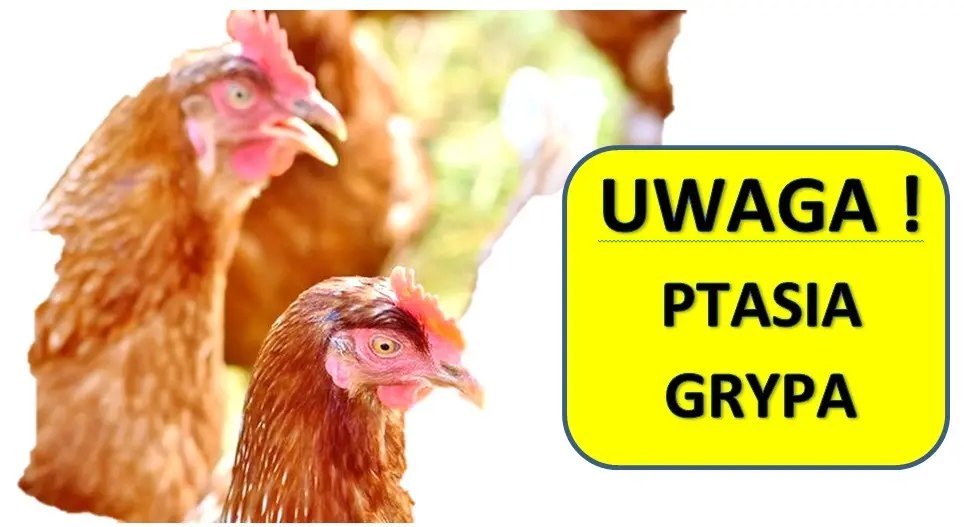 Nowe obostrzenia w związku z zagrożeniem grypą ptaków w regionie